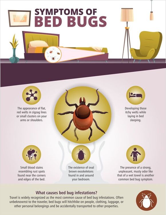 bed bug treatment