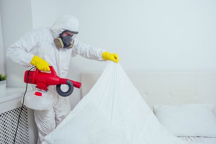 Hotel Bed Bug Removal Nyc